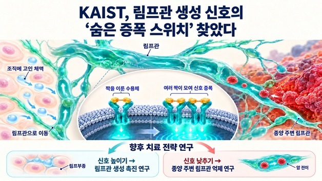 부종·암 전이 치료 새 단서…림프관 생성 증폭 스위치 찾았다