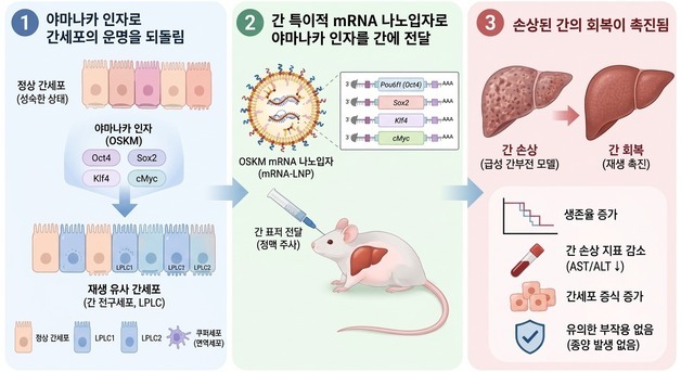 노화 되돌리는 유전자 활용…손상된 간, 줄기세포 이식 없이 회복