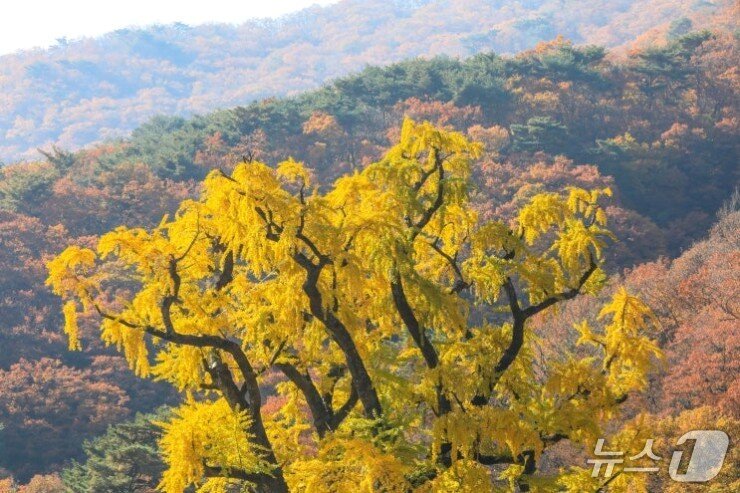 본문 이미지 - 용문사 은행나무.(경기 양평군 제공. 재판매 및 DB 금지)/뉴스1