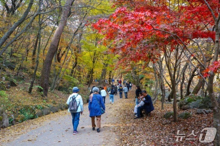 본문 이미지 - 용문산 단풍.(경기 양평군 제공. 재판매 및 DB 금지)/뉴스1