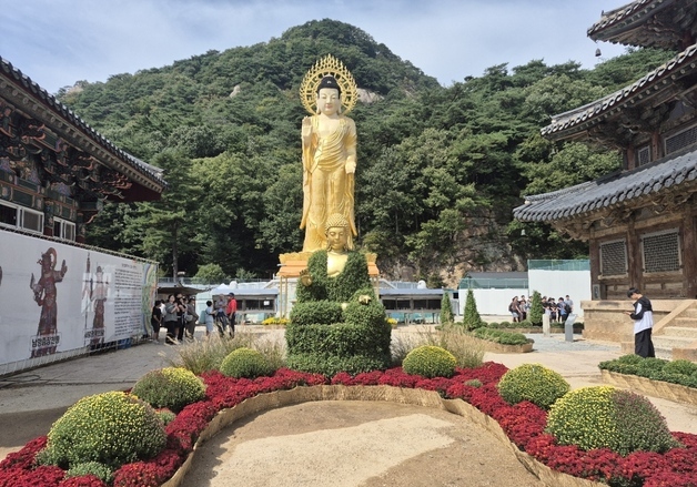"국화향 그윽한 천년 고찰"…보은 법주사서 9일 '가을 국화 향연'