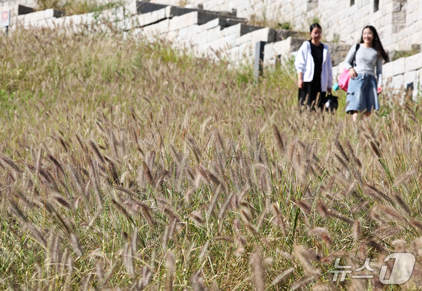 (서울=뉴스1) 이종수 기자 = 맑고 선선한 가을 날씨를 보인 2일 서울 동대문구 흥인지문 공원에서 시민들이 수크령 사이를 걷고 있다. 2026.10.2/뉴스1