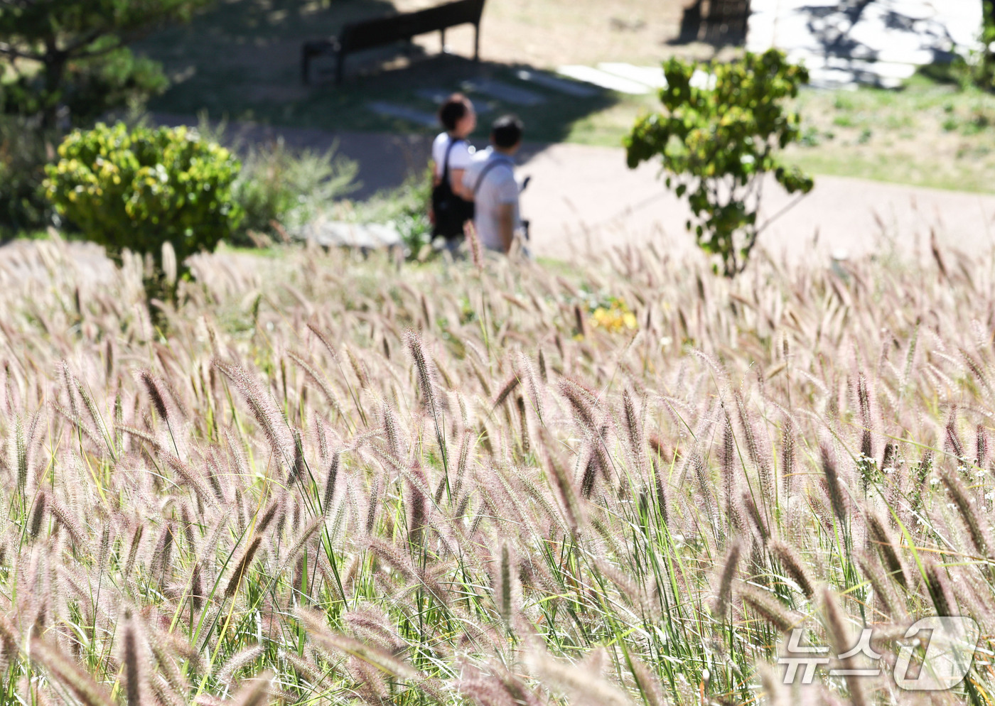 (서울=뉴스1) 이종수 기자 = 맑고 선선한 가을 날씨를 보인 2일 서울 동대문구 흥인지문 공원에서 시민들이 수크령 사이를 걷고 있다. 2026.10.2/뉴스1