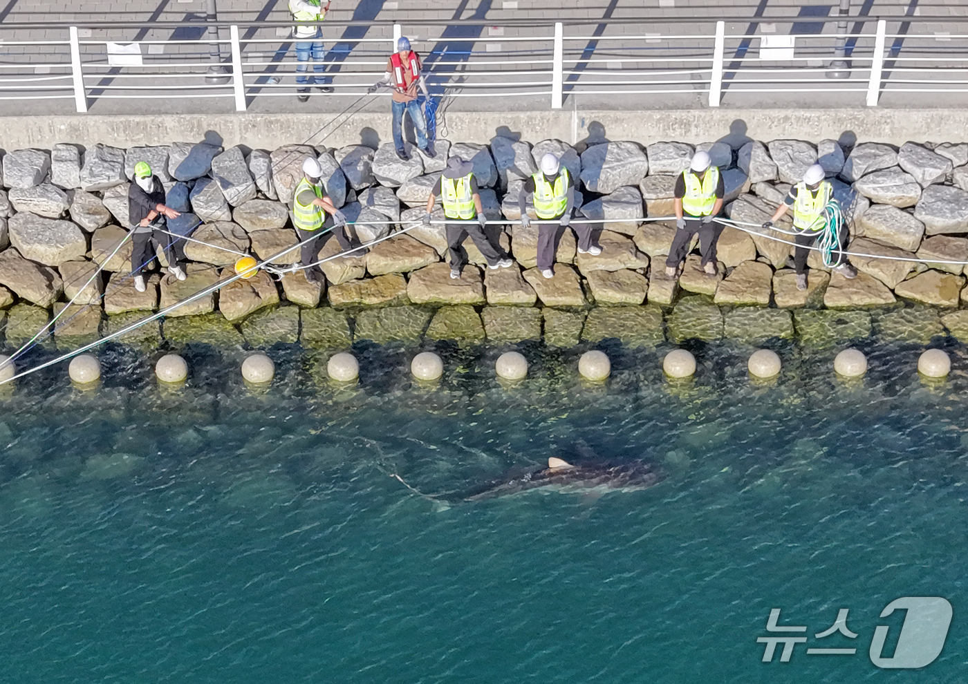 (부산=뉴스1) 윤일지 기자 = 2일 오후 부산 동구 북항 친수공원 인공수로에서 15일째 체류 중인 상어 '부캉이'를 바다로 돌려보내는 2차 구조 작업이 진행되고 있다.이번 구조작 …