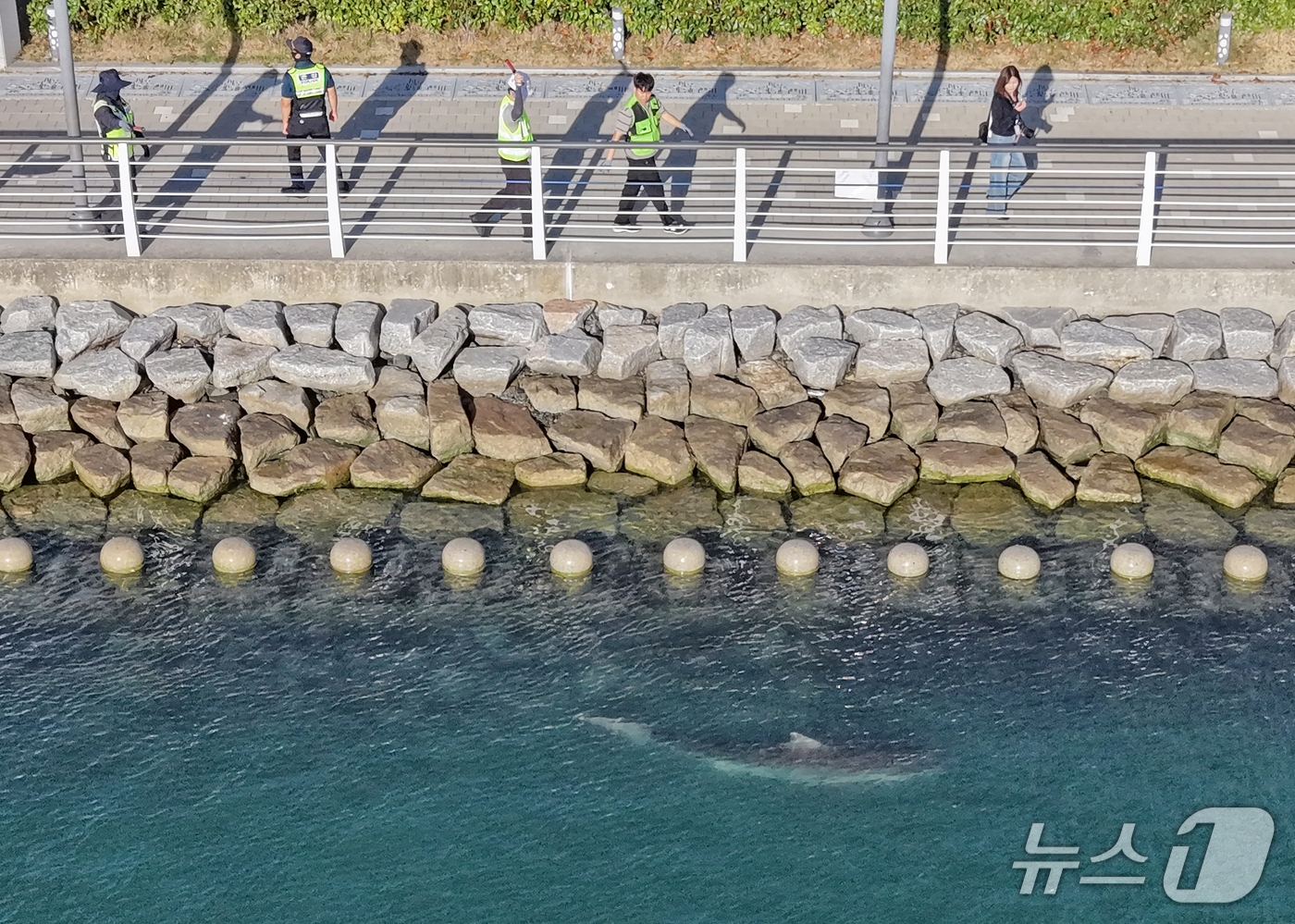 (부산=뉴스1) 윤일지 기자 = 2일 오후 부산 동구 북항 친수공원 인공수로에서 15일째 체류 중인 상어 '부캉이'를 바다로 돌려보내는 2차 구조 작업이 진행되고 있다.이번 구조작 …