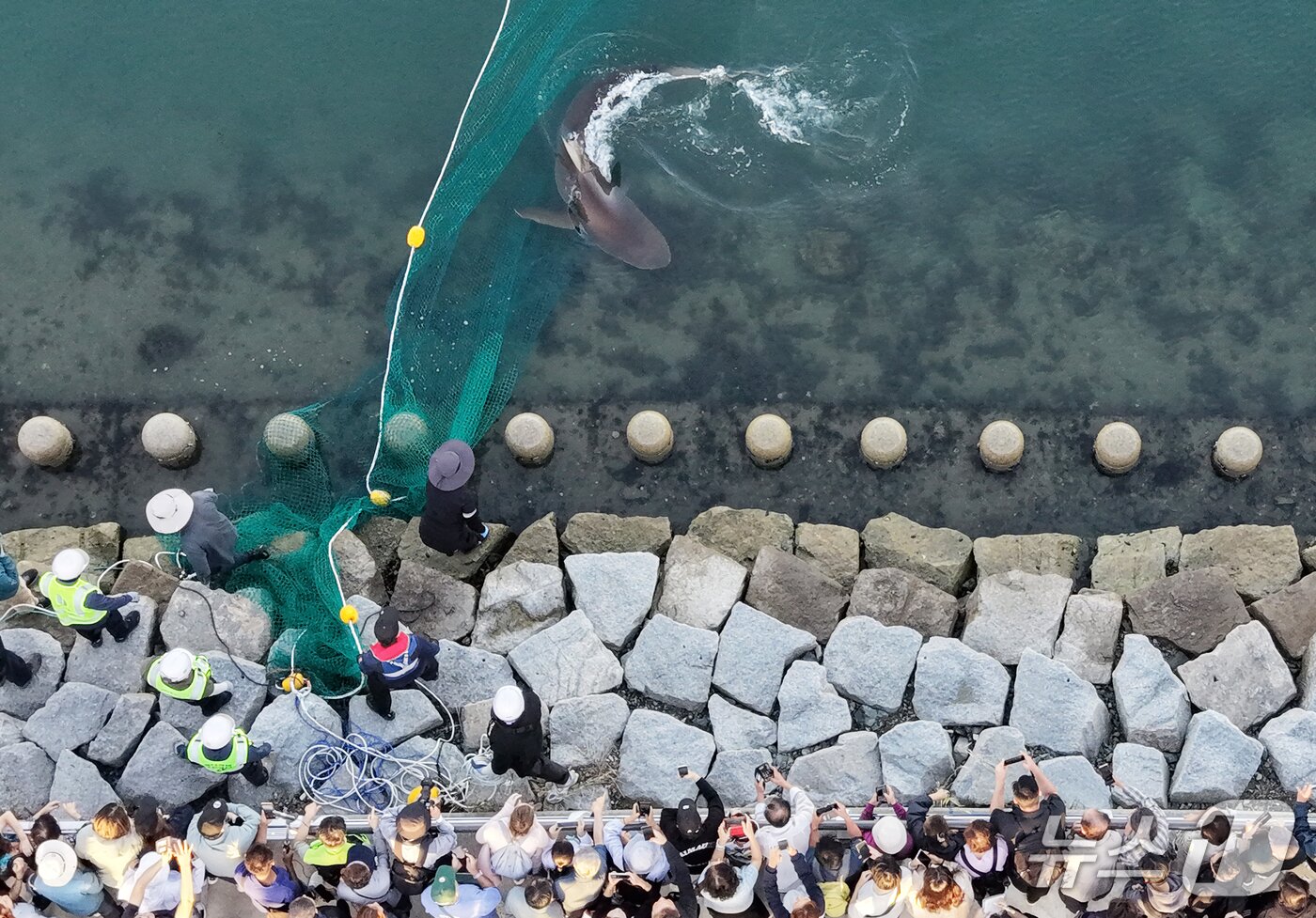 본문 이미지 - 2일 오후 부산 동구 북항 친수공원 인공수로에서 15일째 체류 중인 상어 '부캉이'를 바다로 돌려보내는 2차 구조 작업이 진행되고 있다. 이날 수로 근처에 그물이 설치됐으며, 상어 '부캉이'의 구조 작업은 중단됐다. 2026.10.2 ⓒ 뉴스1 윤일지 기자