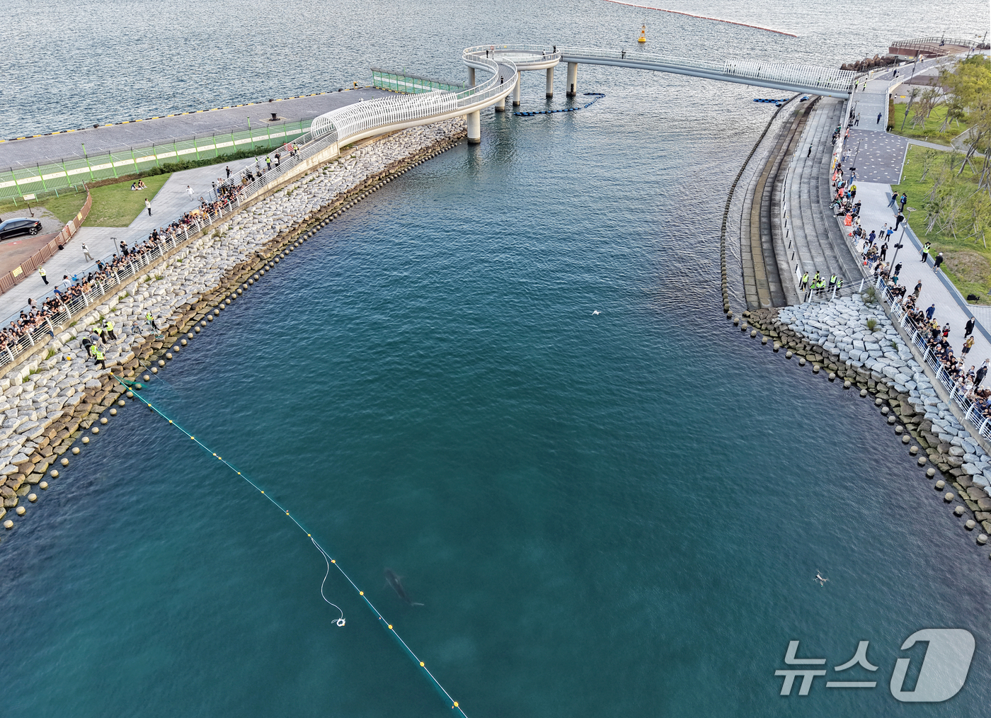 (부산=뉴스1) 윤일지 기자 = 2일 오후 부산 동구 북항 친수공원 인공수로에서 15일째 체류 중인 상어 '부캉이'를 바다로 돌려보내는 2차 구조 작업이 진행되고 있다.이날 수로 …