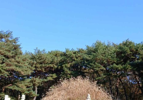 조선왕릉 유일 '억새 봉분'…태조 건원릉 능침 6일간 특별 개방