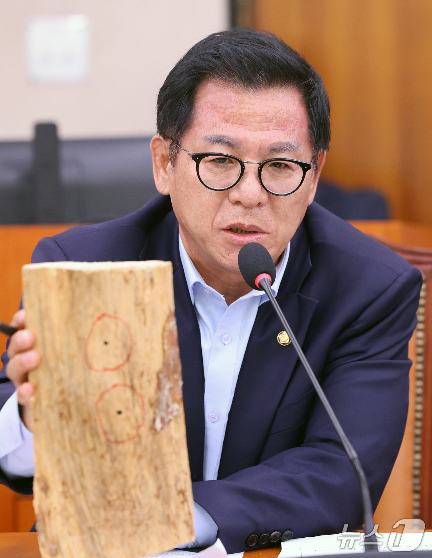 (서울=뉴스1) 황기선 기자 = 이상휘 국민의힘 의원이 20일 서울 여의도 국회 농림축산식품해양수산위원회에서 열린 산림청 등에 대한 국정감사에서 재선충병에 걸린 소나무를 들고 질의 …