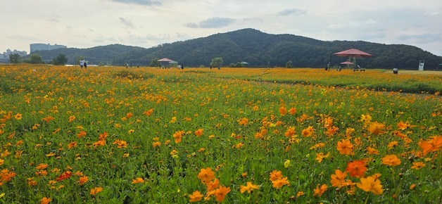 용인 기흥호수공원 황화코스모스 만개…황금빛 가을 선사
