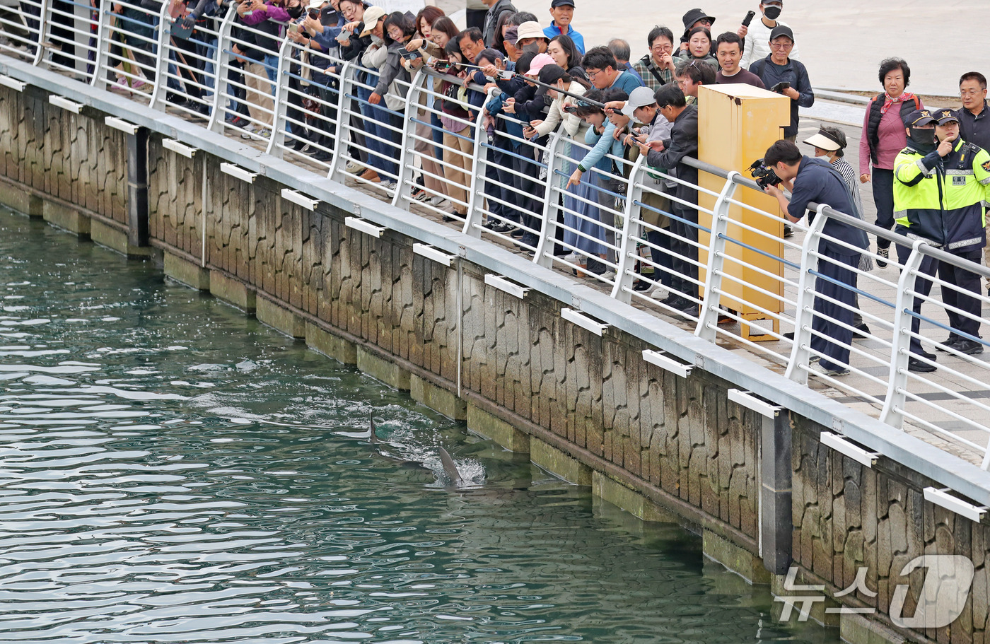 (부산=뉴스1) 윤일지 기자 = 21일 부산 동구 북항 친수공원 인공수로에서 한 달 넘게 머무르고 있는 상어 '부캉이'를 바다로 돌려보내기 위한 3차 외해 유도 작업이 진행되고 있 …