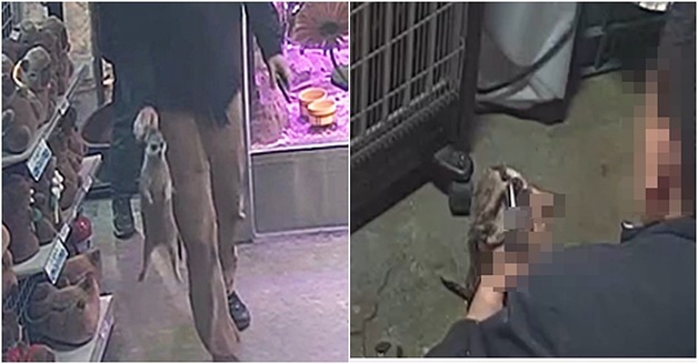 미어캣 펜치 학대 충격…동물원 관리위원회는 사실상 '개점휴업'