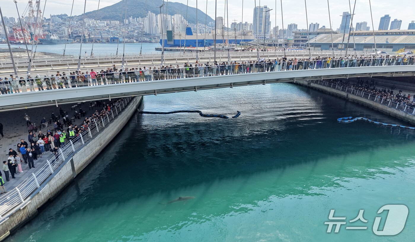 본문 이미지 - 21일 부산 동구 북항 친수공원 인공수로에서 한 달 넘게 머무르고 있는 상어 '부캉이'를 바다로 돌려보내기 위한 3차 외해 유도 작업이 진행되고 있다. 2026.10.21 ⓒ 뉴스1 윤일지 기자