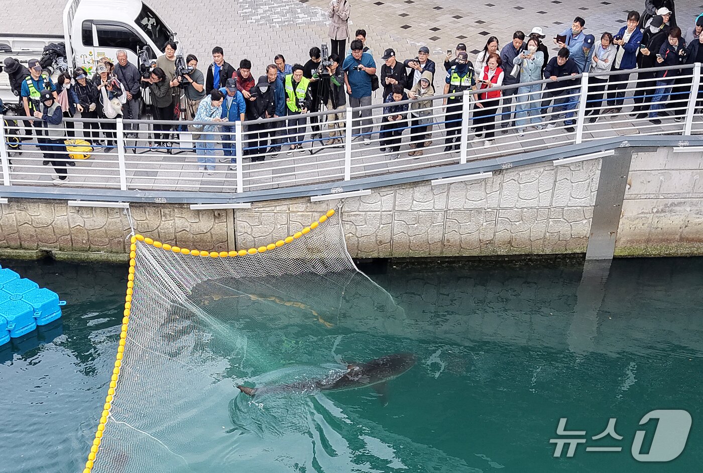 본문 이미지 - 21일 부산 동구 북항 친수공원 인공수로에서 한 달 넘게 머무르고 있는 상어 '부캉이'를 바다로 돌려보내기 위한 3차 외해 유도 작업이 진행되고 있다. 2026.10.21 ⓒ 뉴스1 윤일지 기자