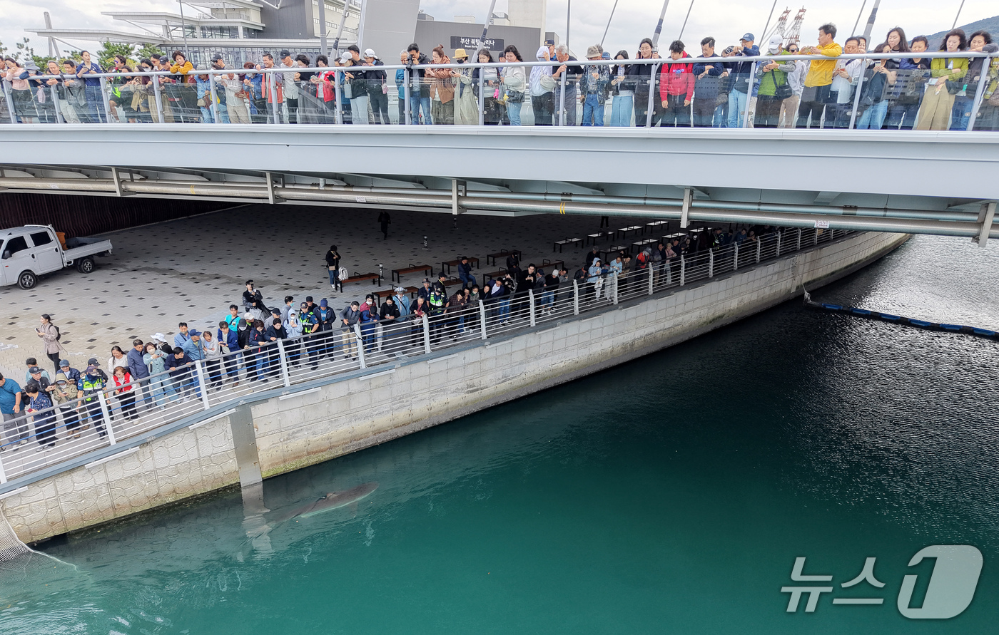 (부산=뉴스1) 윤일지 기자 = 21일 부산 동구 북항 친수공원 인공수로에서 한 달 넘게 머무르고 있는 상어 '부캉이'를 바다로 돌려보내기 위한 3차 외해 유도 작업이 진행되고 있 …