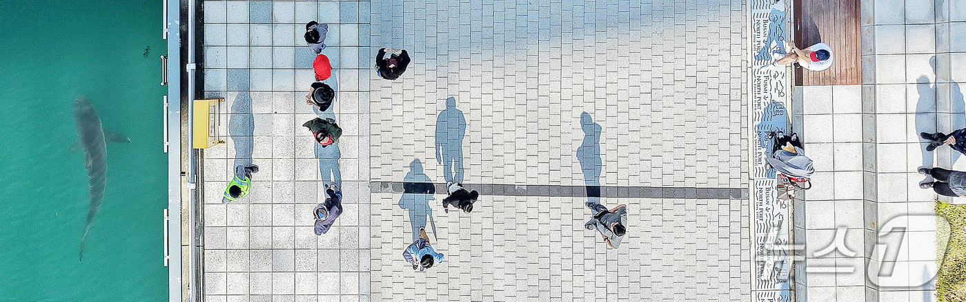 (부산=뉴스1) 윤일지 기자 = 21일 부산 동구 북항 친수공원 인공수로에서 한 달 넘게 머무르고 있는 상어 '부캉이'를 바다로 돌려보내기 위한 3차 외해 유도 작업이 진행되고 있 …