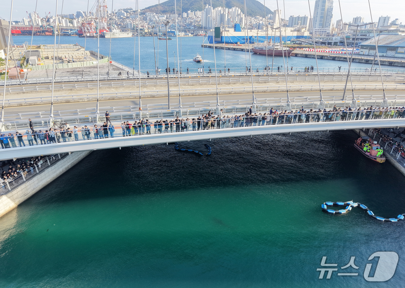 (부산=뉴스1) 윤일지 기자 = 21일 부산 동구 북항 친수공원 인공수로에서 한 달 넘게 머무르고 있는 상어 '부캉이'를 바다로 돌려보내기 위한 3차 외해 유도 작업이 진행되고 있 …