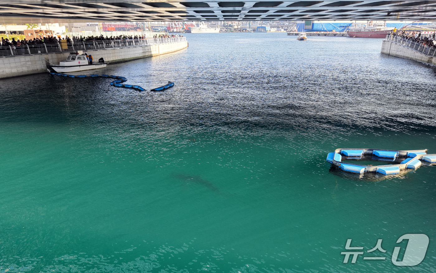 (부산=뉴스1) 윤일지 기자 = 21일 부산 동구 북항 친수공원 인공수로에서 한 달 넘게 머무르고 있는 상어 '부캉이'를 바다로 돌려보내기 위한 3차 외해 유도 작업이 진행되고 있 …