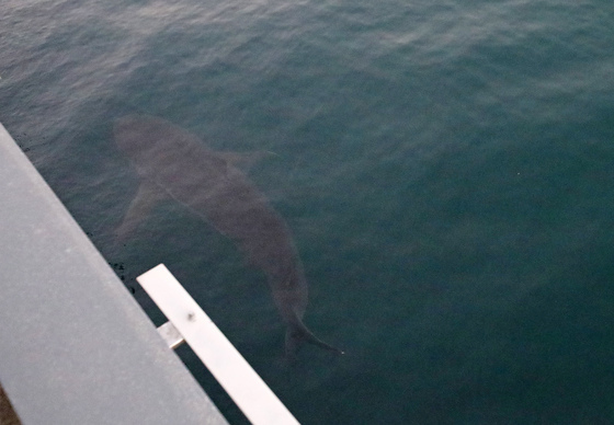북항 인공수로 빠져나간 부캉이
