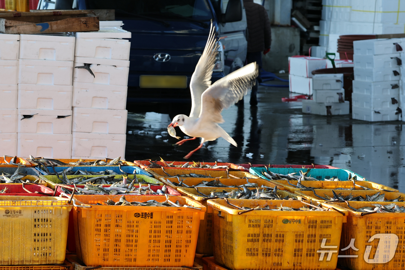 (포항=뉴스1) 최창호 기자 = 22일 오전 경북 포항시 죽도어시장 위판장에서 갈매가 한마리가 어민들의 눈을 피해 상자 안에 있던 생선을 훔쳐 달아나고 있다. 2026.10.22/ …