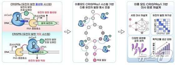 본문 이미지 - 이중모드 CRISPR 유전자 가위 시스템의 작동 원리와 다중 유전자 동시 조절 모식도. (KAIST 제공)