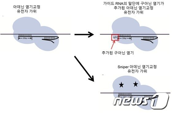 본문 이미지 - 아데닌 염기교정 유전자가위의 정확성 증대 방법. (IBS 제공) 