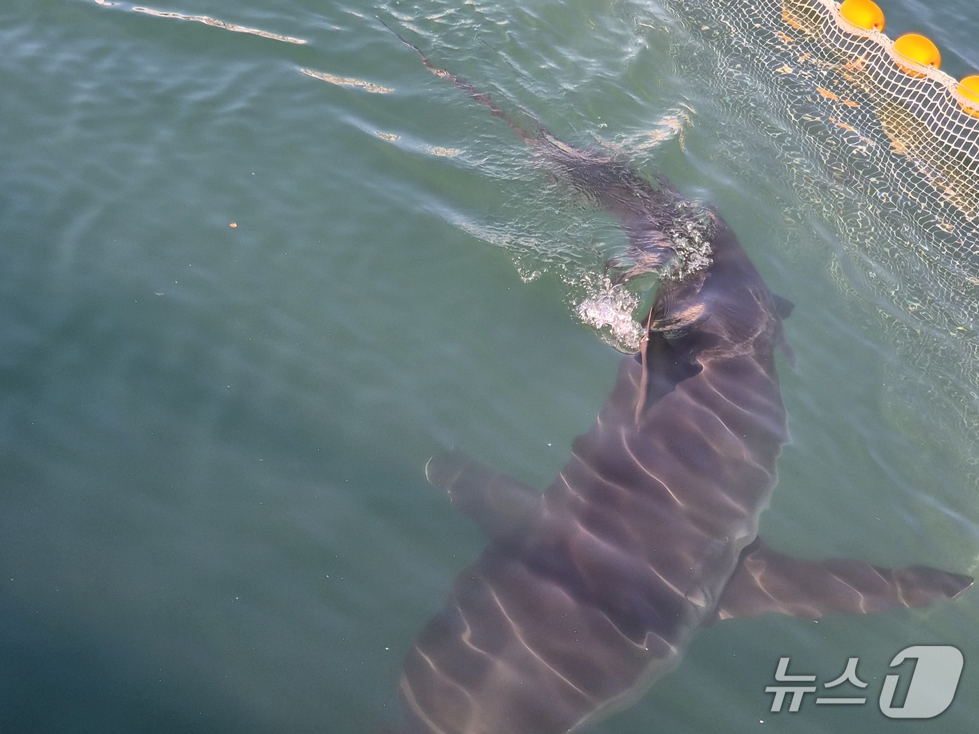 (부산=뉴스1) 임순택 기자 = 22일 오전 부산 북항 친수공원 폰툰 안쪽 인공수로에서 상어 '부캉이'가 유영하고 있다. 부캉이는 지난 21일 3차 외해 유도 작업을 통해 인공수로 …