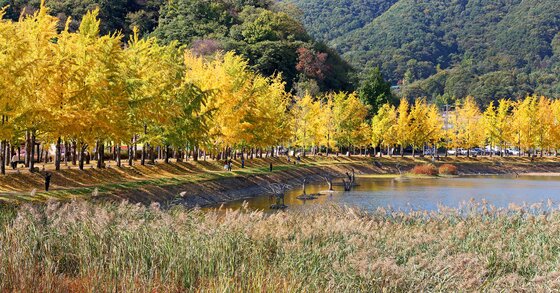 본문 이미지 - 지난 21일 충북 괴산군 문광면 문광저수지 은행나무길에 황금빛 가을이 내려앉아 장관을 이루고 있다.(괴산군 제공. 재판매 및 DB 금지) 2026.10.22/뉴스1
