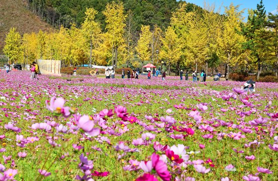 본문 이미지 - 지난 21일 충북 괴산군 문광면 문광저수지 은행나무길 인근에 핀 코스모스가 황금빛 단풍과 어우려져 가을 정취를 더하고 있다.(괴산군 제공. 재판매 및 DB 금지) 2026.10.22/뉴스1
