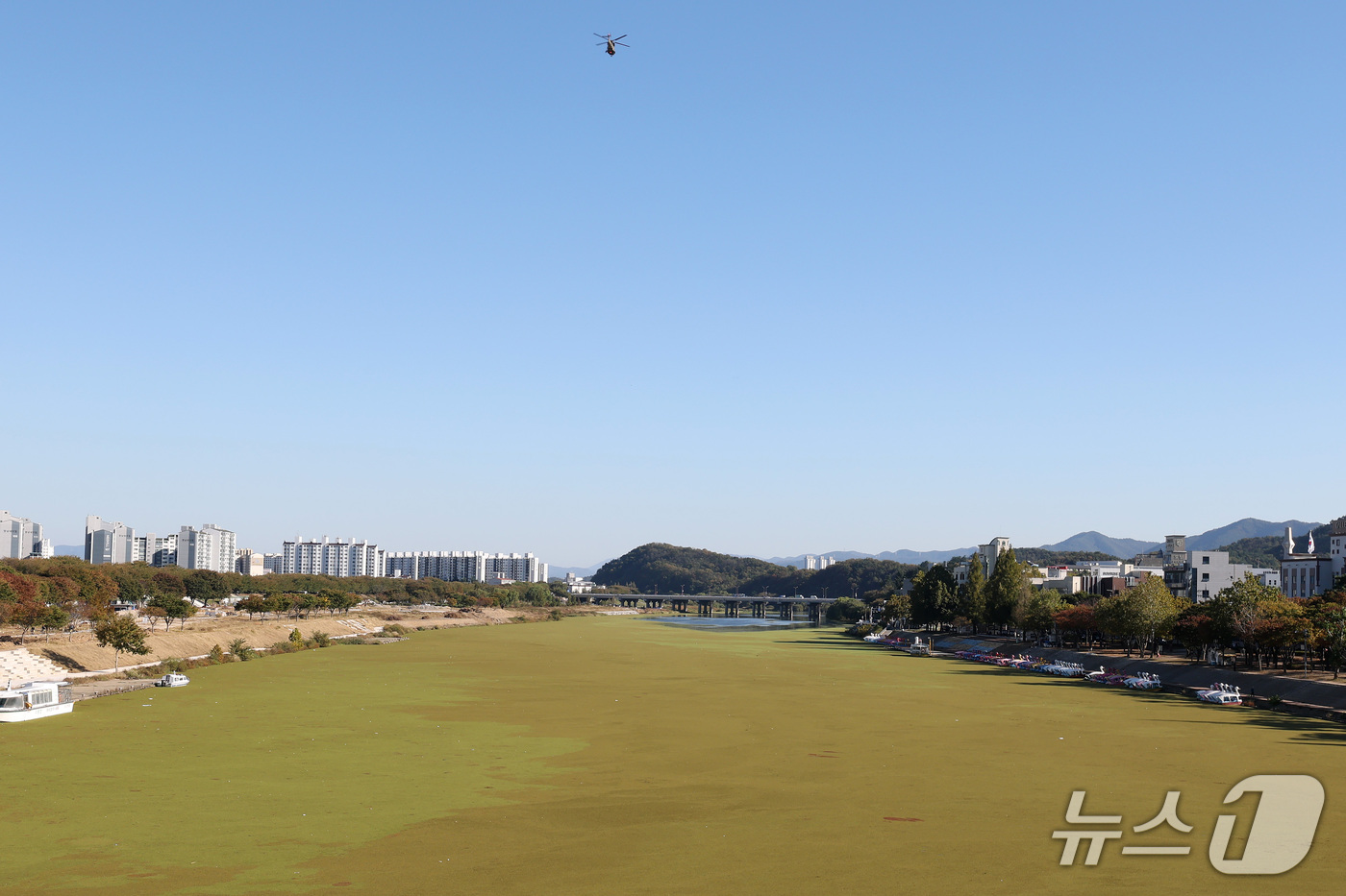 (대구=뉴스1) 공정식 기자 = 22일 대구 동구 동촌유원지 금호강 일대가 물개구리밥 등 수초에 뒤덮여 있다. 이달 초 화랑교 아래 오리배 선착장 주변을 뒤덮었던 물개구리밥은 2주 …