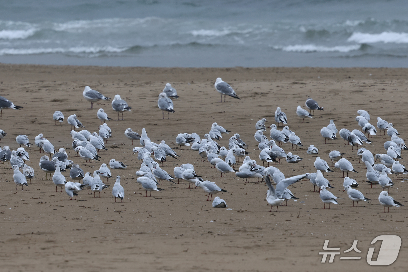 (포항=뉴스1) 최창호 기자 = 25일 경북 포항시 북구 영일대해수욕장 백사장에 갈매기들이 비바람을 피해 앉아있다. 2026.10.25/뉴스1