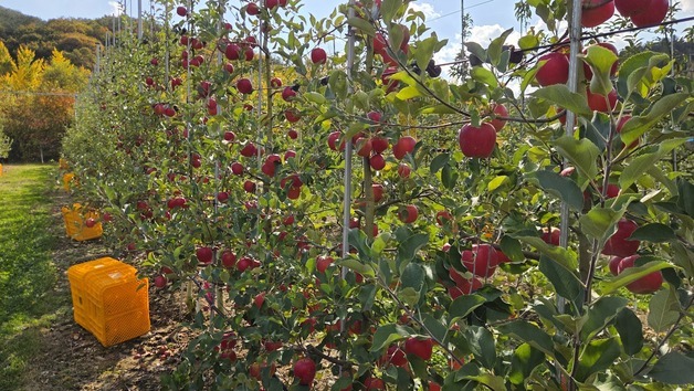 홍천군, 내달 6일 사과 축제…상자당 5000원 특별 할인 판매