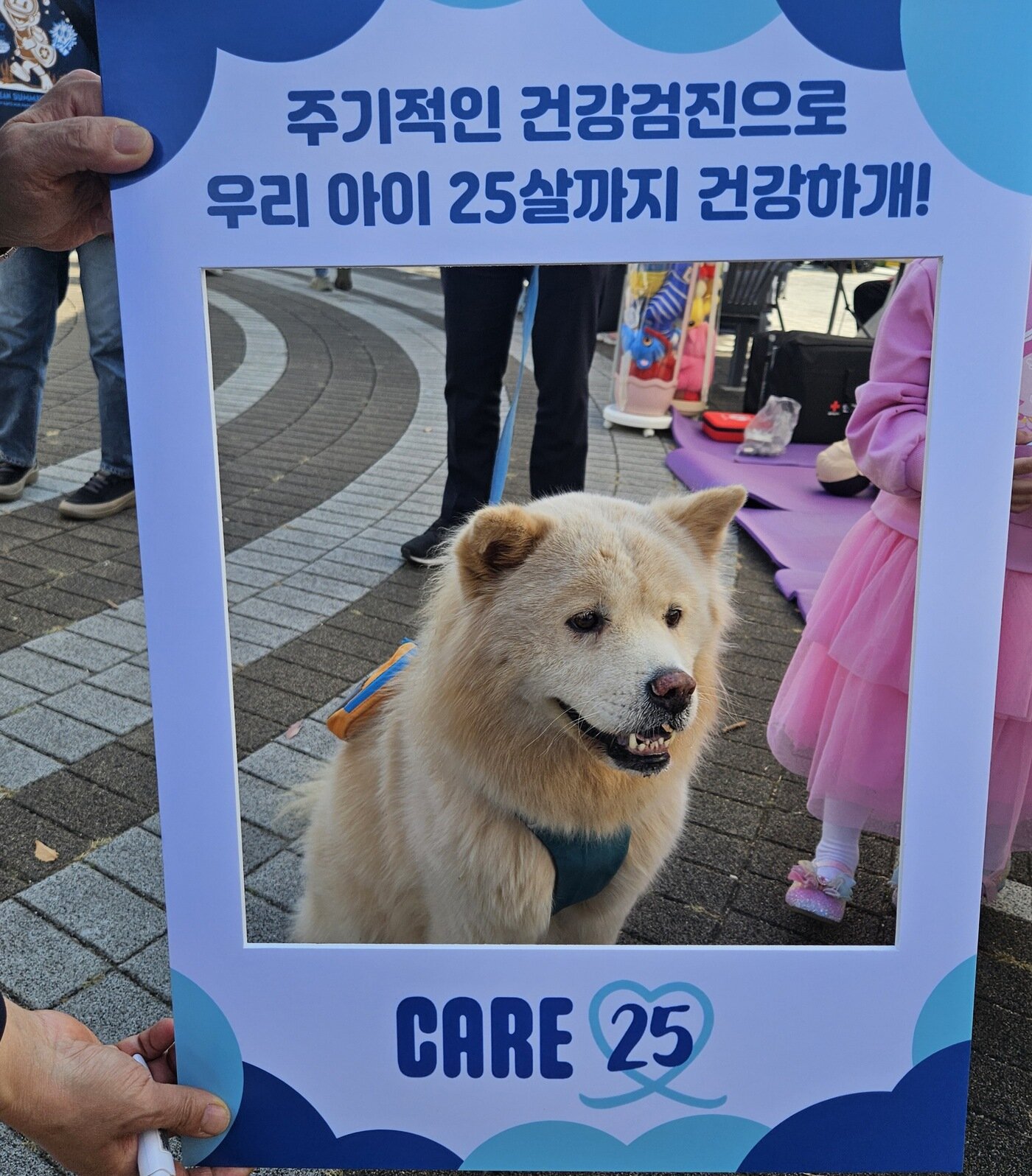 본문 이미지 - 송영길 의원의 반려견 씨씨가 반려동물 건강상담 캠페인에 참여하고 있다(그린벳 제공). ⓒ 뉴스1