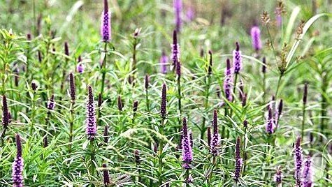 본문 이미지 - 전주물꼬리풀 모습.(전주시 제공, 재판매 및 DB 금지)