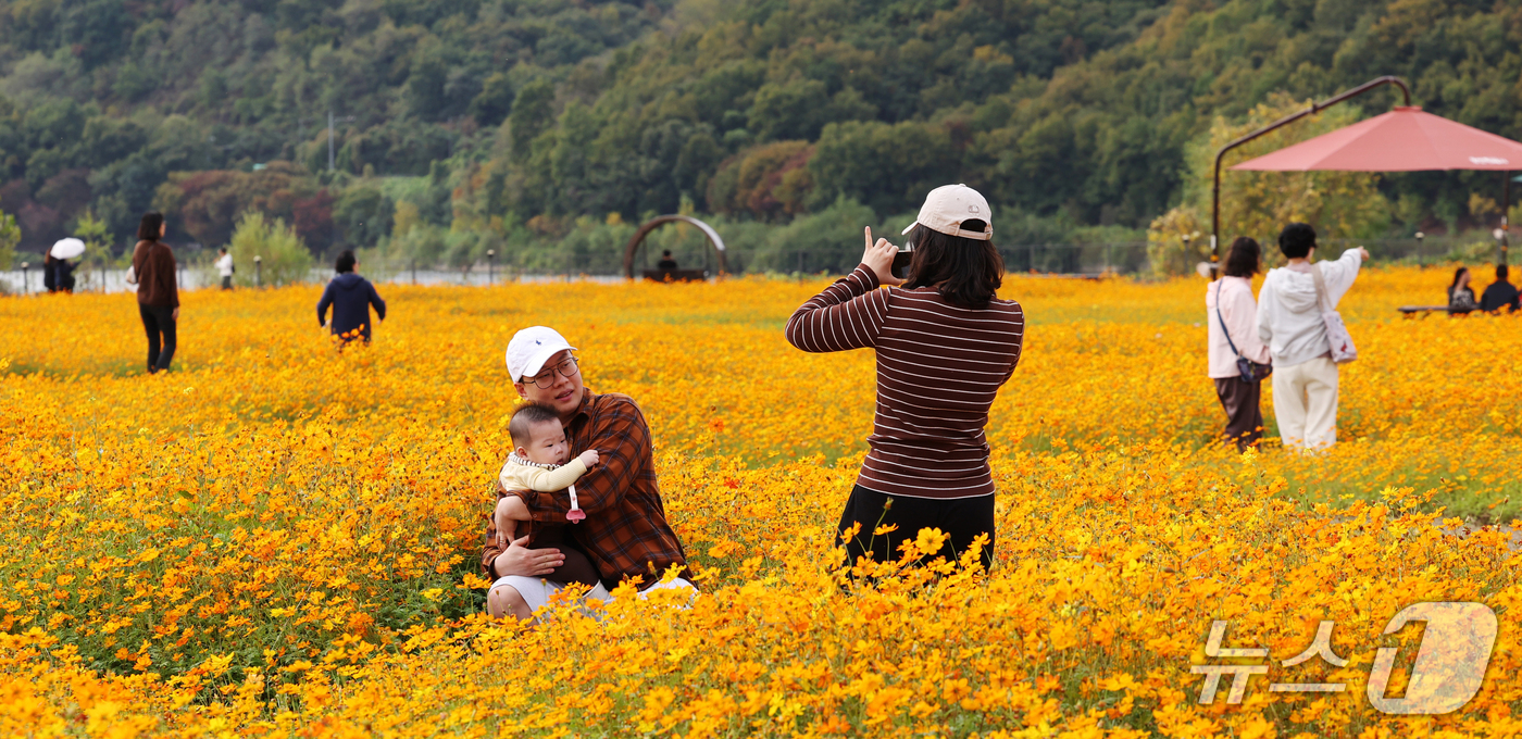 (용인=뉴스1) 김영운 기자 = 26일 경기 용인시 기흥구 기흥호수공원에 산책을 나온 시민들이 만개한 황화코스모스를 바라보며 가을 정취를 느끼고 있다. 2026.10.26/뉴스1