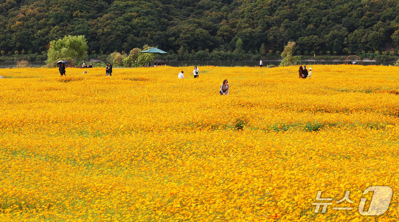 (용인=뉴스1) 김영운 기자 = 26일 경기 용인시 기흥구 기흥호수공원에 산책을 나온 시민들이 만개한 황화코스모스를 바라보며 가을 정취를 느끼고 있다. 2026.10.26/뉴스1