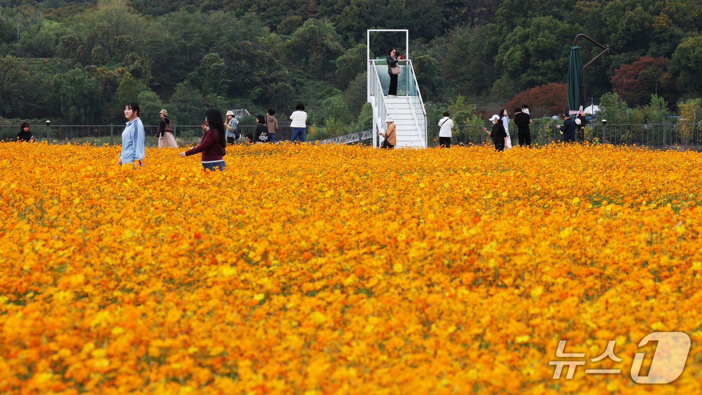 (용인=뉴스1) 김영운 기자 = 26일 경기 용인시 기흥구 기흥호수공원에 산책을 나온 시민들이 만개한 황화코스모스를 바라보며 가을 정취를 느끼고 있다. 2026.10.26/뉴스1