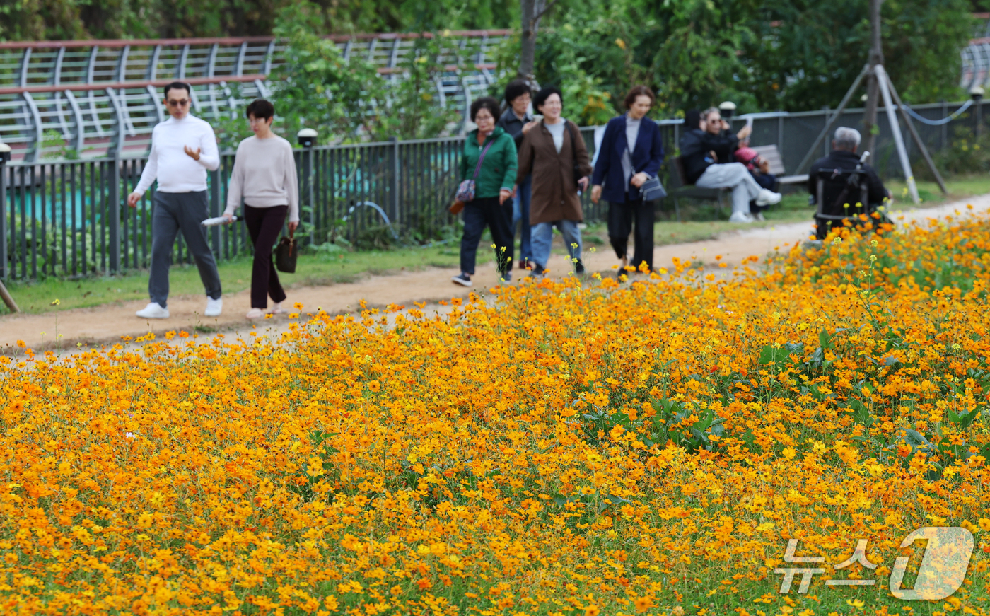 (용인=뉴스1) 김영운 기자 = 26일 경기 용인시 기흥구 기흥호수공원에 산책을 나온 시민들이 만개한 황화코스모스를 바라보며 가을 정취를 느끼고 있다. 2026.10.26/뉴스1