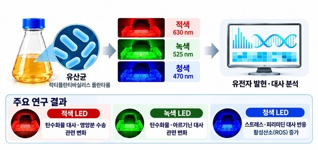'빛의 파장에 따라 김치 맛 달라진다'…유산균 생리반응 규명