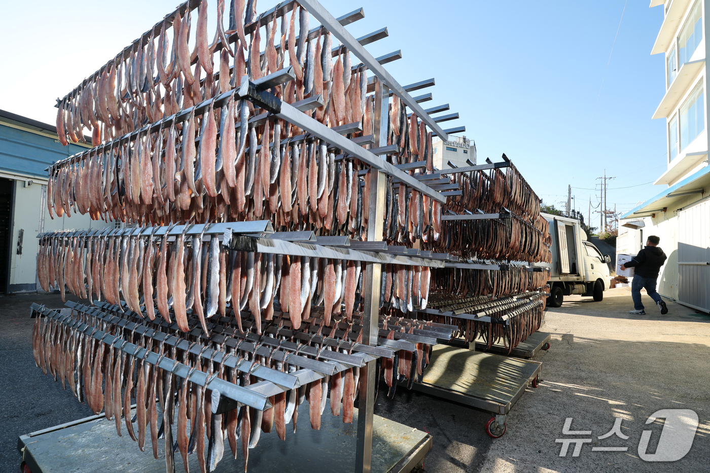 (포항=뉴스1) 최창호 기자 = 전국 대부분 지역에 한파특보가 발효된 28일 오전 경북 포항시 남구 구룡포읍 병포리 해성수산에서 과메기 건조작업이 한창이다. 2026.10.28/뉴 …