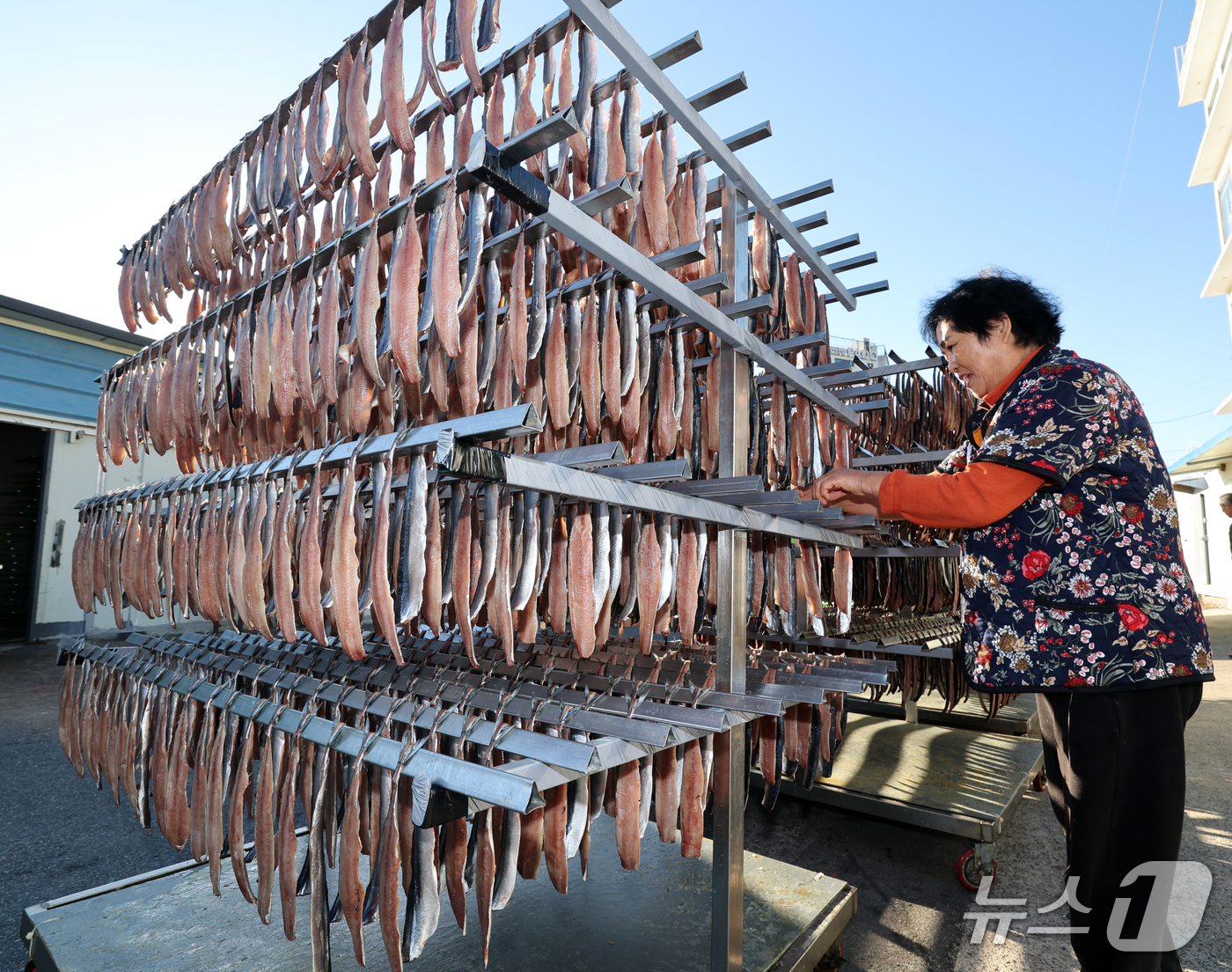(포항=뉴스1) 최창호 기자 = 전국 대부분 지역에 한파특보가 발효된 28일 오전 경북 포항시 남구 구룡포읍 병포리 해성수산에서 과메기 건조작업이 한창이다. 2026.10.28/뉴 …