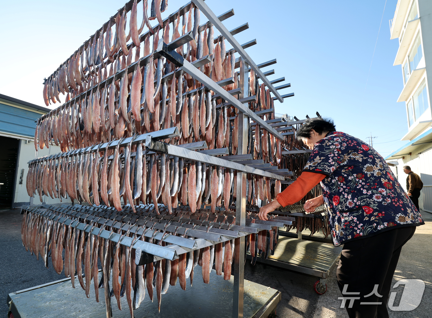 (포항=뉴스1) 최창호 기자 = 전국 대부분 지역에 한파특보가 발효된 28일 오전 경북 포항시 남구 구룡포읍 병포리 해성수산에서 과메기 건조작업이 한창이다. 2026.10.28/뉴 …