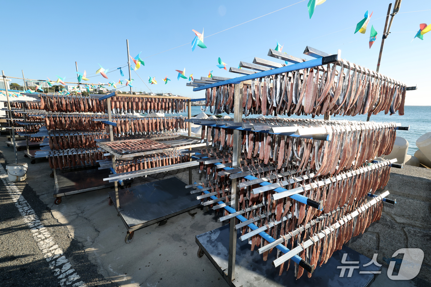 (포항=뉴스1) 최창호 기자 = 전국 대부분 지역에 한파특보가 발효된 28일 오전 경북 포항시 남구 구룡포읍 병포리 해안에 있는 덕장에서 과메기 건조작업이 한창이다. 2026.10 …