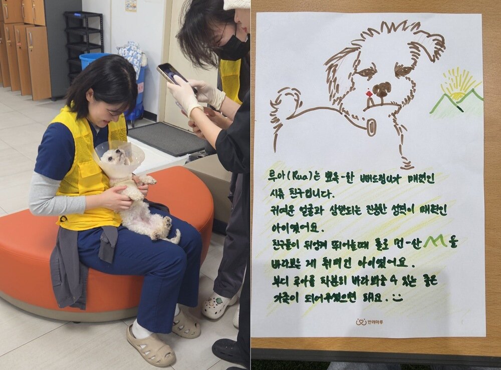 본문 이미지 - 봉사자들은 보호견들의 매력을 알리기 위한 촬영을 진행하고 입양 홍보지를 작성했다(본동물의료센터 제공). ⓒ 뉴스1