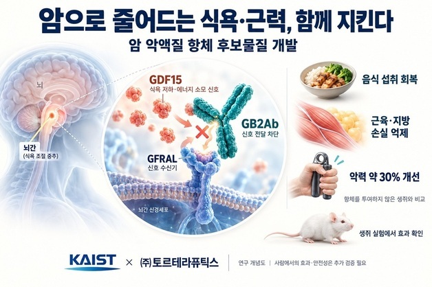 암으로 줄어드는 식욕·근력 지킨다…몸 소모 막는 치료제 후보 개발