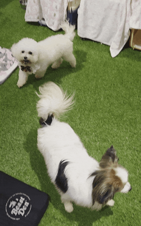 본문 이미지 - 오는 5일까지 서울 성수동에서 개최되는 동물보호의 날 팝업스토어 '오늘은 1004'에서 입양동물을 소개하는 프로그램에 참가한 '냄비'가 사람을 향해 꼬리를 흔들고 있다. ⓒ 뉴스1 한송아 기자