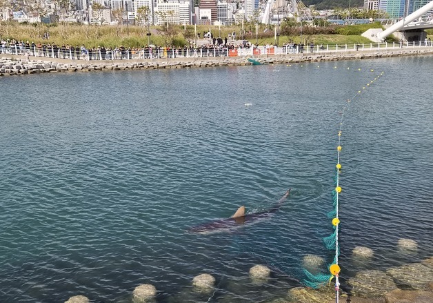 "궁금해 잠 설쳐"…출구 앞 멈춘 부캉이 보러 아침부터 북적