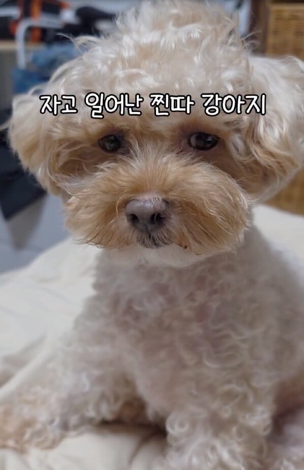 본문 이미지 - 자고 일어난 귀여운 모습의 룽지(인스타그램 rooong._.z 제공) ⓒ 뉴스1