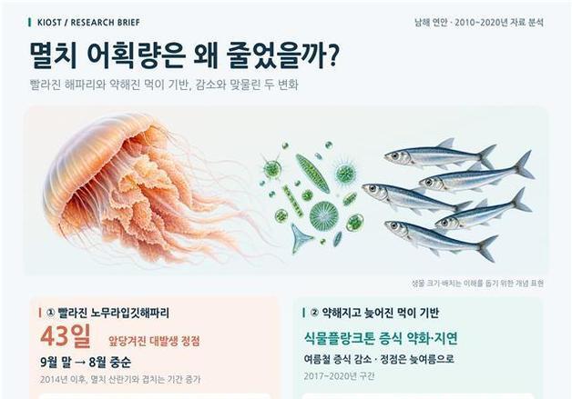 '해파리 조기 유입·먹이 부족'…수온 상승에 멸치 어획량 25% 급감