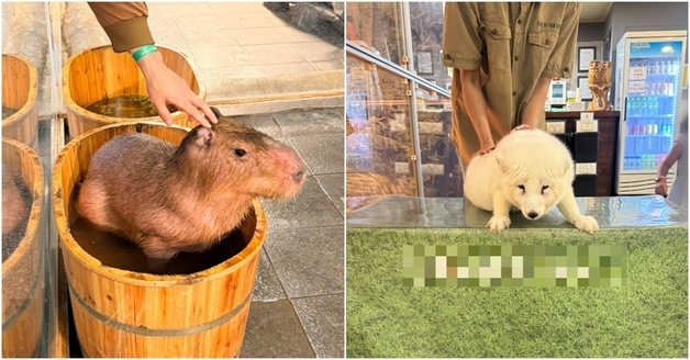탈모 카피바라 만지고 음식 주고…'체험교육' 이름의 동물학대 여전